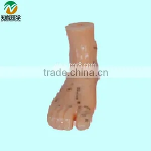 13CM Foot Acupuncture Model BIX-Y1021 thumbnail-1