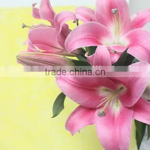 Reasonable Price Crazy Selling Fresh Flower Lilies From Thailand thumbnail-1