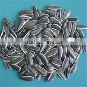 5009 Sunflower Seed ( Crop 2013) Top Quality thumbnail-1