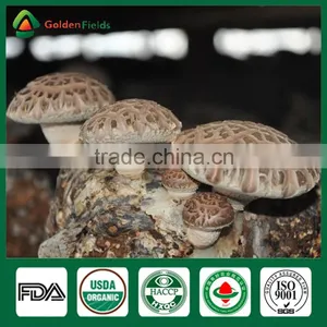 Market Price for Mushroom,Shiitake Mushroom Price,Mushroom For Sale thumbnail-3