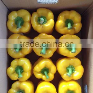 Fresh Yellow Capsicum thumbnail-1