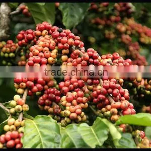 WET POLISHED ROBUSTA GREEN COFFEE BEANS GRADE 1 SCREEN 18 thumbnail-6