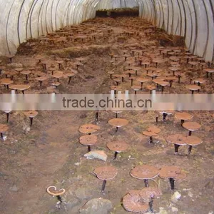 Ganoderma Lucidum thumbnail-1