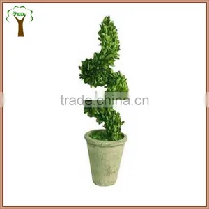 Potted Spiral Preserved Boxwood Plant thumbnail-1