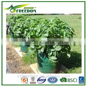 Plant Pot thumbnail-4
