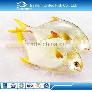 Hot Sale Wholesale Pompano Pomfret thumbnail-1