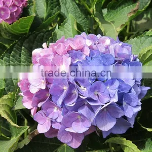 Hot Sale Fresh Cut Flower Hydrangea for Wedding Decoration thumbnail-3
