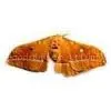 Male Silk Moth Extract thumbnail-1