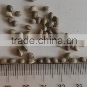 Organic Hemp Seeds thumbnail-2