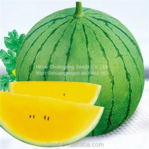 Yellow Lady Yellow Flesh Hybrid Watermelon Seeds Variety thumbnail-1