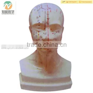 High Quality Standard Size Head Chinese Acupuncture Model thumbnail-1