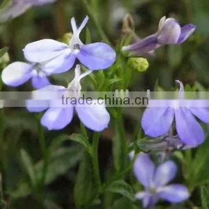 Sessile Lobelia, Lobelia, Flower Seeds , Herb Seed,vegetalbe Seed,fruit Seed,grass Seed thumbnail-3
