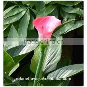 Real Natural Fresh Red Wine Color Calla Lily Flowers in Kunming thumbnail-5