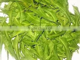 Neem Leaves thumbnail-1