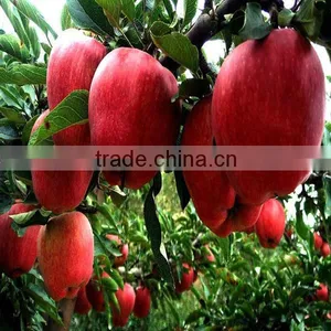 Red Delicious Apple thumbnail-1