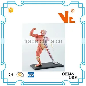 V-HM03 4D MASTER Human Tissue Model - Skeletal Muscle and Nerve Assembly thumbnail-2