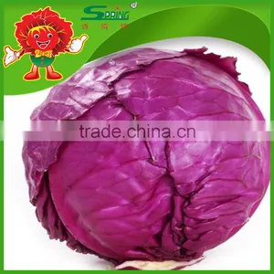 2016 Fresh Red Cabbage Premium Cabbage Export thumbnail-1