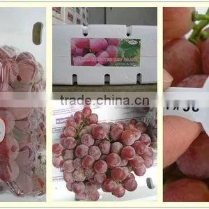 Fresh Fruits of Red Global Grape thumbnail-5