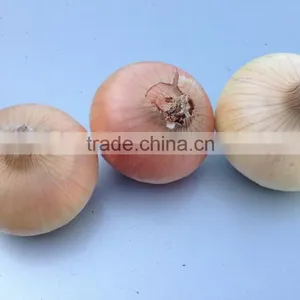 Red & Yellow Egyptian Onion thumbnail-5