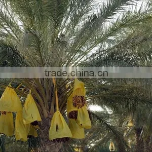 Organic Dates on Branch, Deglet Noor Dates On Branch, Organic Branched Dates 5Kg Carton thumbnail-5