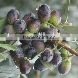 Natutal Oleanolic Acid Oleanic Acid thumbnail-2