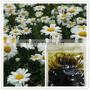 Household Raw Material Mosquitocide Organic Pyrethrum thumbnail-1