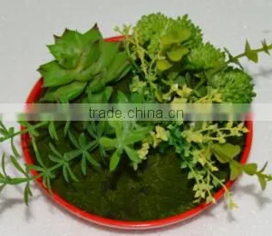 SJ3001011 Indoor Mini Bonsai Cactus Plant Artificial thumbnail-3
