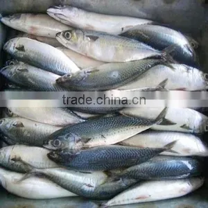 Pacific Mackerel Cheap Fish thumbnail-2