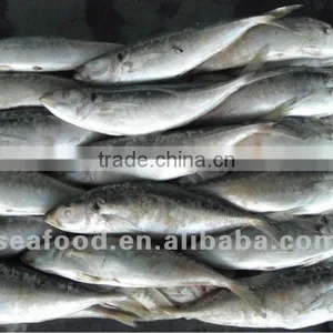 Best Selling of Horse Mackerel Frozen thumbnail-1
