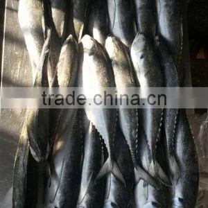 Fishing Lamp in Squid Jack Mackerel thumbnail-1
