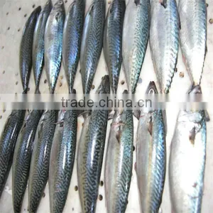 Frozen Mackerel Tin Fish thumbnail-1