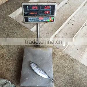 Frozen Frigate Mackerel Frozen Frigate Tuna Fish for Sale thumbnail-1