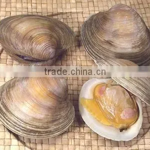 Cherry Stone thumbnail-2