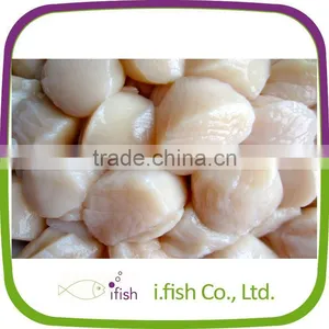 Scallop thumbnail-1