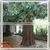 Factory Large Indoor Decor Artificial Fake Plastic Fiberglass Trees thumbnail-2