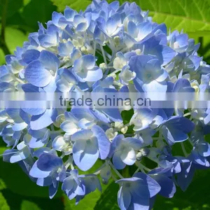 Artificial Yellow Hydrangea Flower Ball For Sale thumbnail-3