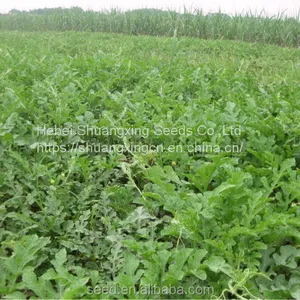 Bell Factory Supply f1 Hybrid Watermelon Seeds thumbnail-3