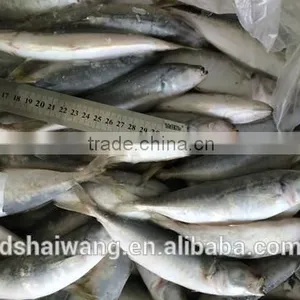 Frozen Horse Mackerel for Sale thumbnail-3