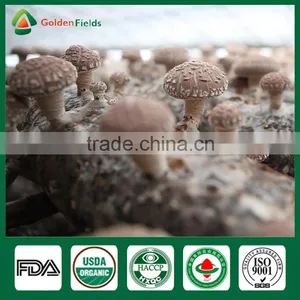 Magic Mushrooms,Shiitake Mushroom Spawn,Polish Wild Dried Mushrooms thumbnail-6