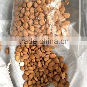 China Origin Bitter Apricot Kernels With for Sales thumbnail-4