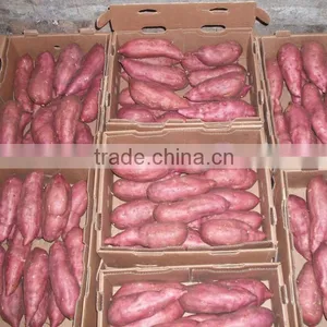 Fresh Sweet Potatoes thumbnail-1