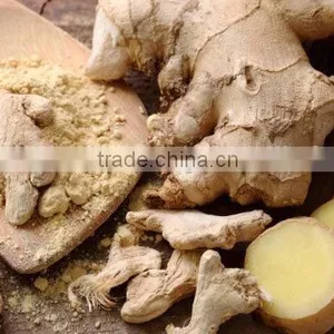 Fresh Ginger thumbnail-1