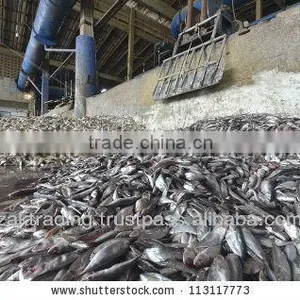 Fish Meal Hight Protein thumbnail-4