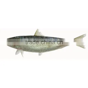 Light Catch Fresh Frozen Sardines on Sale thumbnail-1