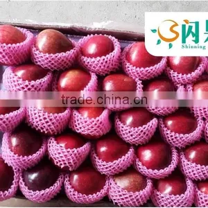 HUANIU APPLES IN CHINA thumbnail-1