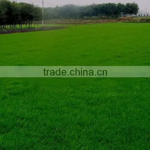 2016 New High Quality Grass Seeds Bermuda Grass Seeds For Sale thumbnail-3