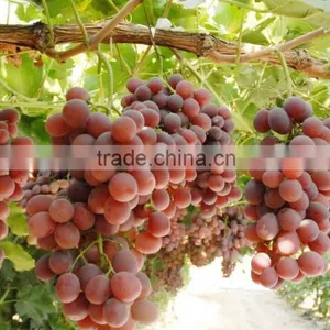 High Quality Newest Big Black Red Grape Seeds for Planting thumbnail-4