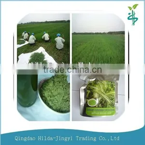 2015 Energy Drink Organic Barley Grass Powder thumbnail-1