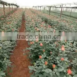 2 -5 Years and 30-120cm Rosa Rugosa Seedlings For Beautiful Roses thumbnail-3