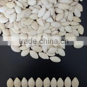 Hot Sale Big Size 10-11mm Chinese Pumpkin Seeds thumbnail-1
